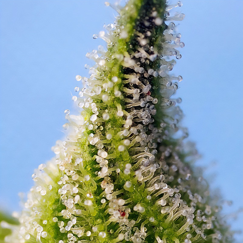 Bruce Banner Auto - Sweet Seeds - Semi Autofiorenti, vista 3