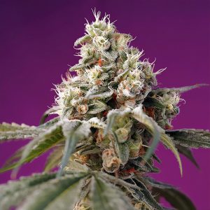 Bruce Banner Auto Sweet Seeds Semi Autofiorenti cime resinose