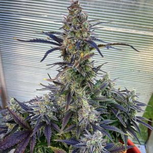 Bruce Banner XXL Semi Autofiorenti cime resinose