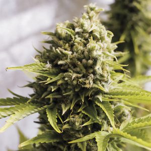 Bubba Cheese Auto Humboldt Seeds Semi Autofiorenti cime resinose