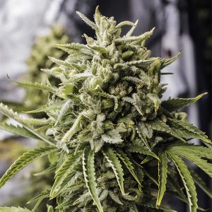 Bubba Kush Auto Humboldt Seeds Semi Autofiorenti cime resinose