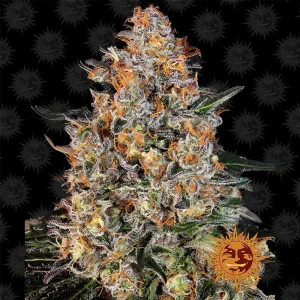 Bubba Kush Barney's Farm Semi Femminizzati cime dense