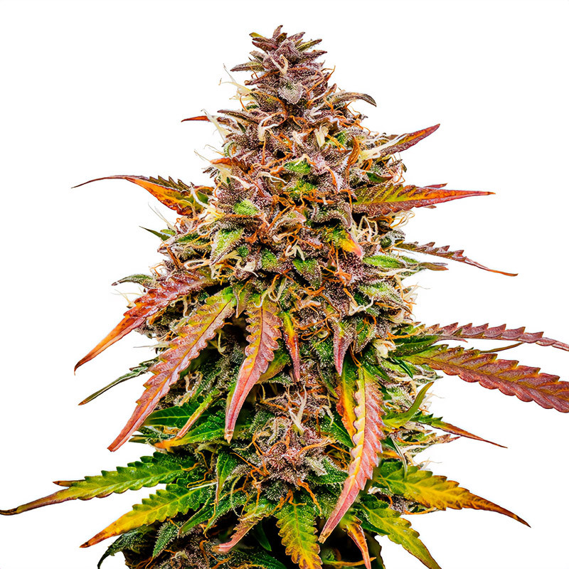 Bubble Kush Automatic - Royal Queen Seeds - Semi Autofiorenti, vista 2