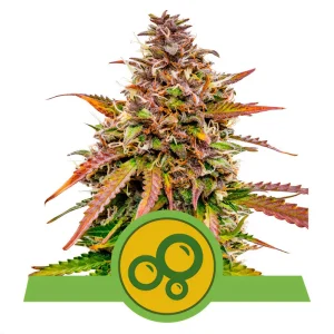 Bubble Kush Automatic Royal Queen Seeds Semi Autofiorenti cime resinose