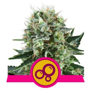 Bubble Kush Royal Queen Seeds Semi Femminizzati cime resinose