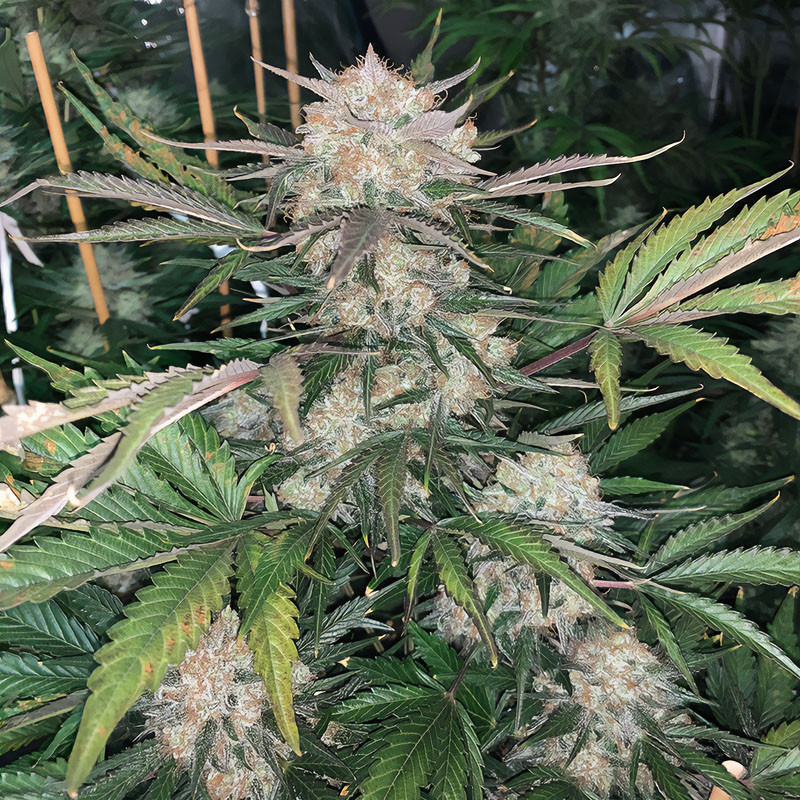 BubbleGum Auto - FastBuds - Semi Autofiorenti, vista 3