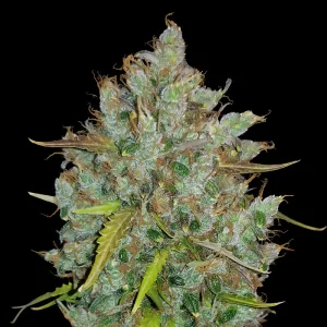 BubbleGum Auto FastBuds Semi Autofiorenti cime resinose