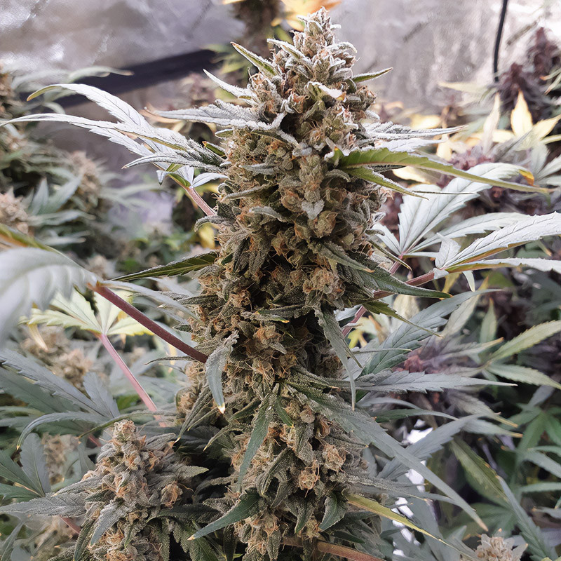 BubbleGum Auto - FastBuds - Semi Autofiorenti, vista 4