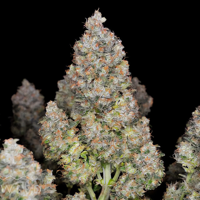 BubbleGum Auto - FastBuds - Semi Autofiorenti, vista 5