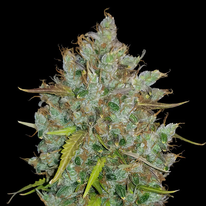 BubbleGum Auto FastBuds Semi Autofiorenti cime resinose
