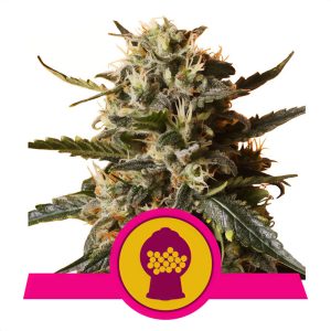 Bubblegum XL Royal Queen Seeds Semi Femminizzati cime resinose