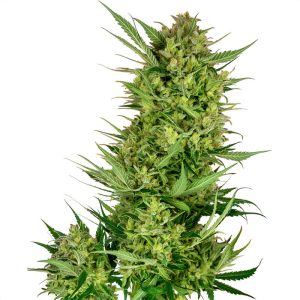 Buttercream Gelato Sensi Seeds Semi Femminizzati cime resinose