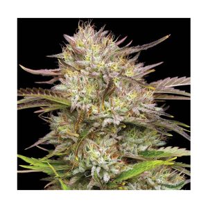 California Haze Semi Femminizzati cime resinose