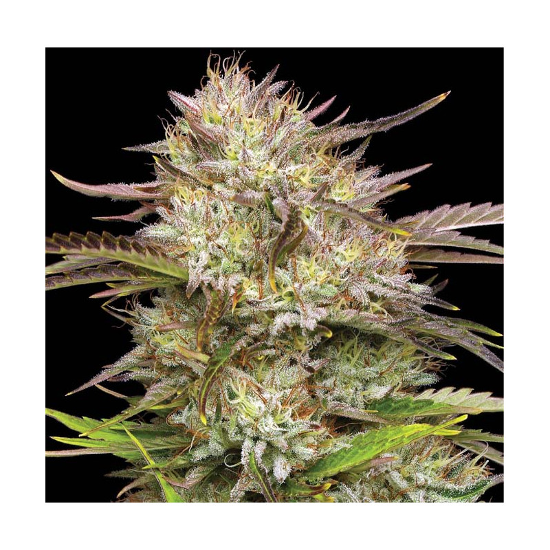 California Haze Semi Femminizzati cime resinose