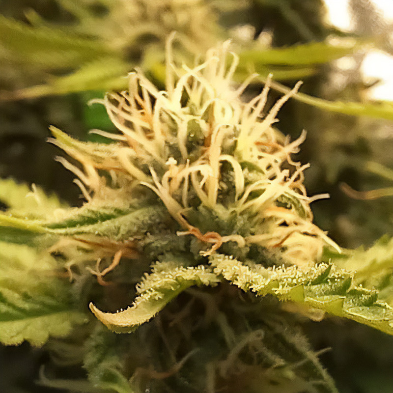 Candy Kush Express Fast Version - Royal Queen Seeds - Semi Femminizzati, vista 2