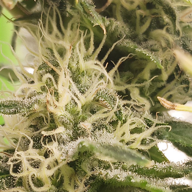 Candy Kush Express Fast Version - Royal Queen Seeds - Semi Femminizzati, vista 3