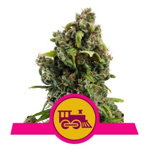 Candy Kush Express Fast Version Royal Queen Seeds Semi Femminizzati cime dense