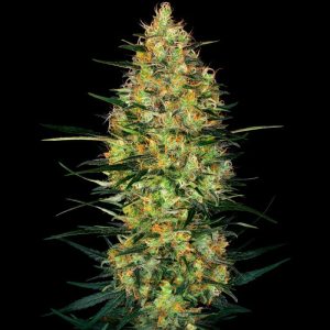 Caramellow Kush Auto Sensi Seeds Semi Autofiorenti cime resinose