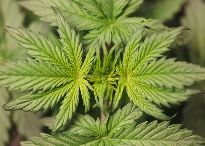Semi di cannabis autofiorenti