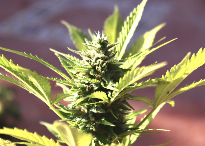Semi di cannabis femminizzati