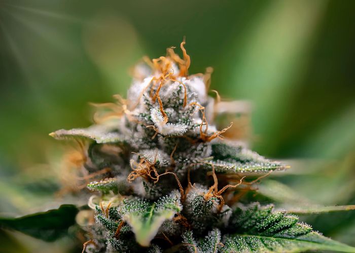 Semi di cannabis regolari