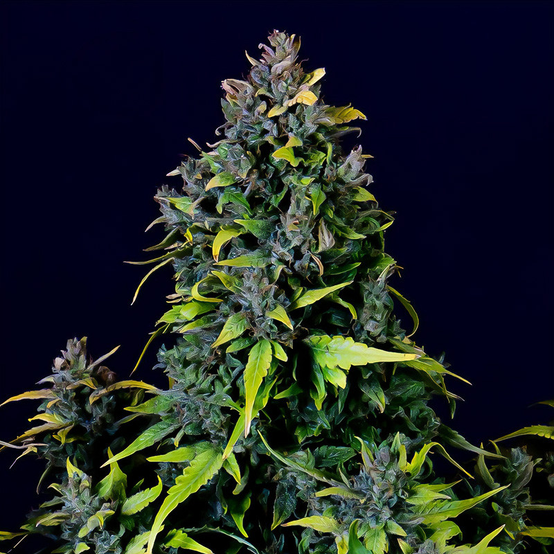 CBD Auto 20:1 - FastBuds - Semi CBD, vista 3