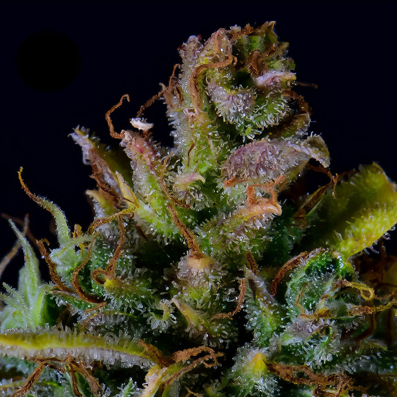CBD Auto 20:1 - FastBuds - Semi CBD, vista 4
