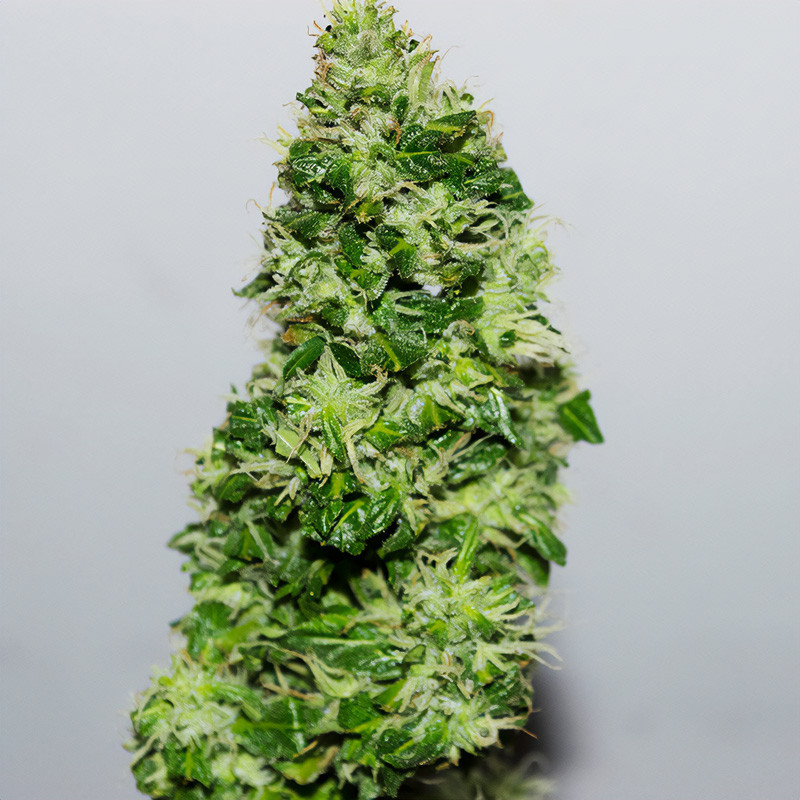 CBD Crack Auto 1.1 - FastBuds - Semi CBD, vista 3