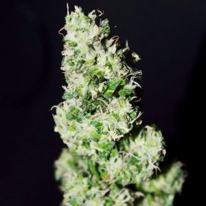 CBD Crack Auto 1.1 FastBuds Semi CBD cime dense