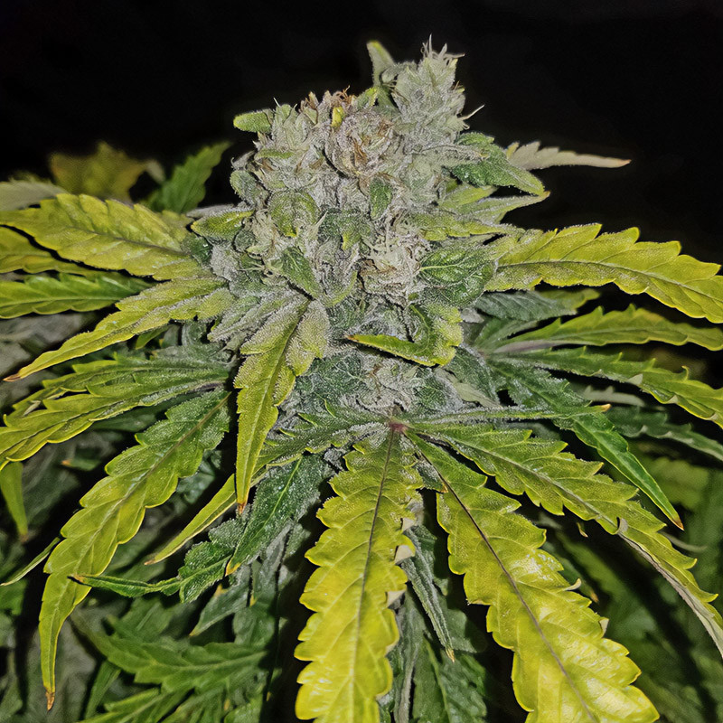 CBD Crack Auto 1.1 - FastBuds - Semi CBD, vista 4