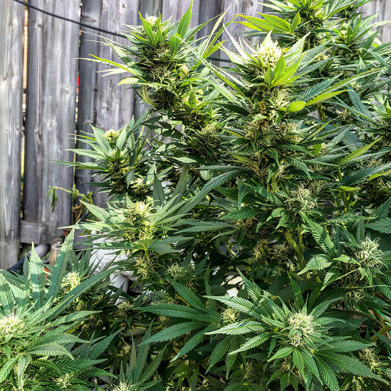 CBD Crack Auto 1.1 - FastBuds - Semi CBD, vista 5