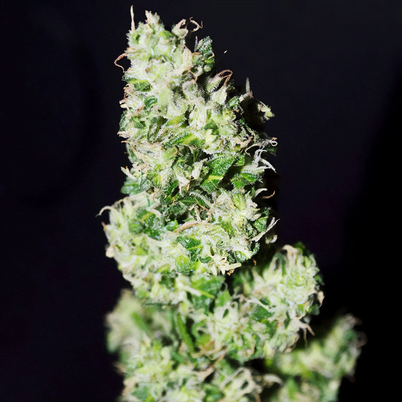 CBD Crack Auto 1.1 FastBuds Semi CBD cime dense