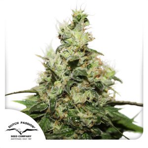 CBD Kush Dutch Passion Semi CBD cime dense