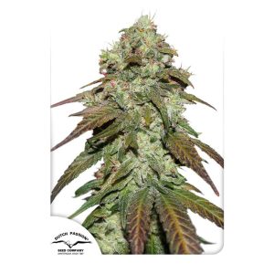 CBD Mazar Dutch Passion Semi CBD cime resinose