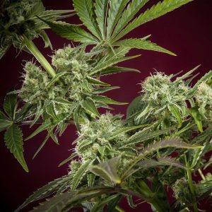 CBD Republik II Reggae Seeds Semi CBD cime resinose