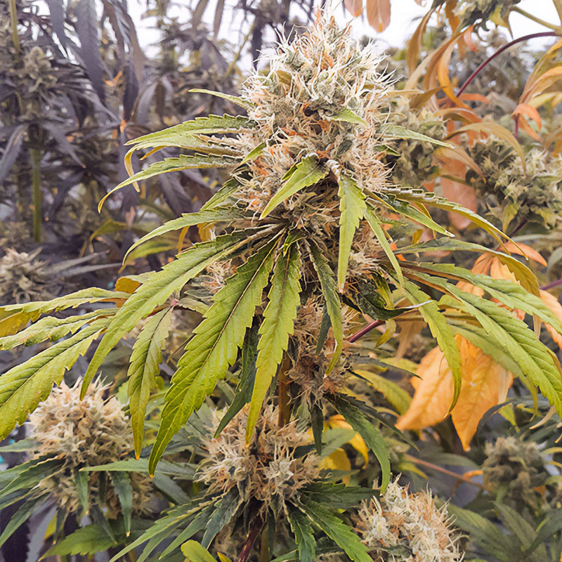 CBG-Force - Dutch Passion - Semi CBD, vista 2