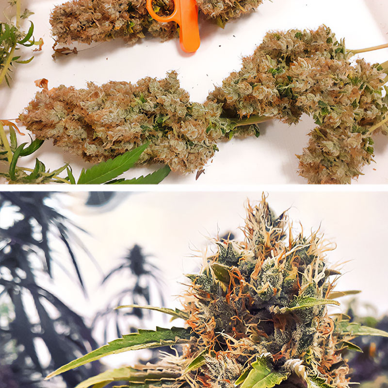CBG-Force - Dutch Passion - Semi CBD, vista 3