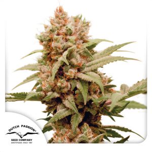 CBG-Force Dutch Passion Semi CBD cime resinose ricche di CBG