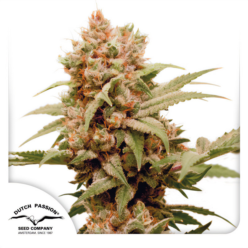 CBG-Force Dutch Passion Semi CBD cime resinose ricche di CBG