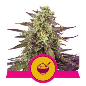Cereal Milk Royal Queen Seeds Semi Femminizzati cime resinose