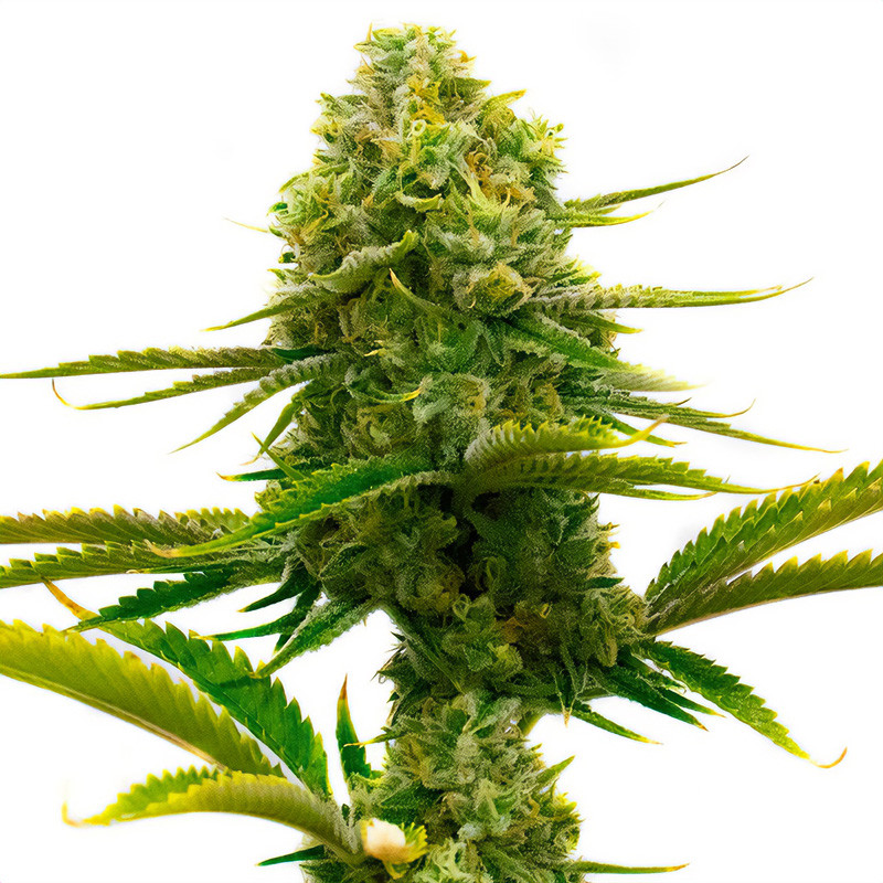 Cesar Semi CBD cime resinose ricche di CBD