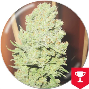 Channel Plus Medical Seeds Semi Femminizzati cime resinose