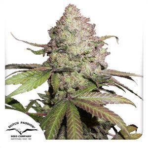 Charlotte's Angel Auto Dutch Passion Semi CBD cime ricche di CBD