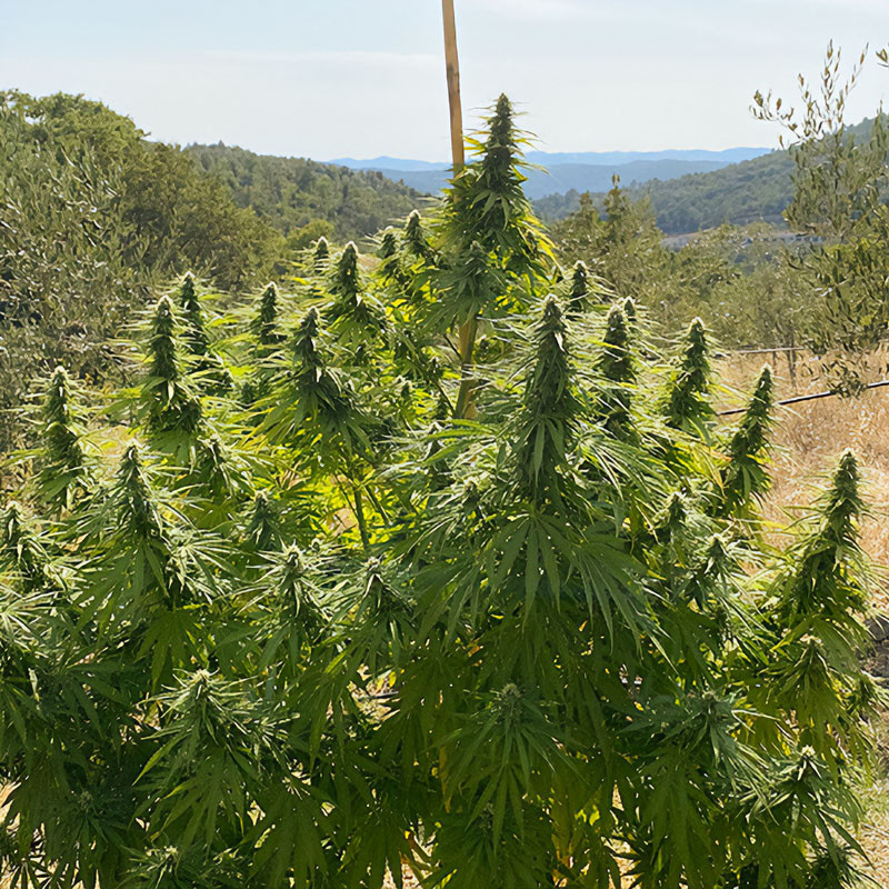 Charlotte's Angel - Dutch Passion - Semi CBD, vista 2