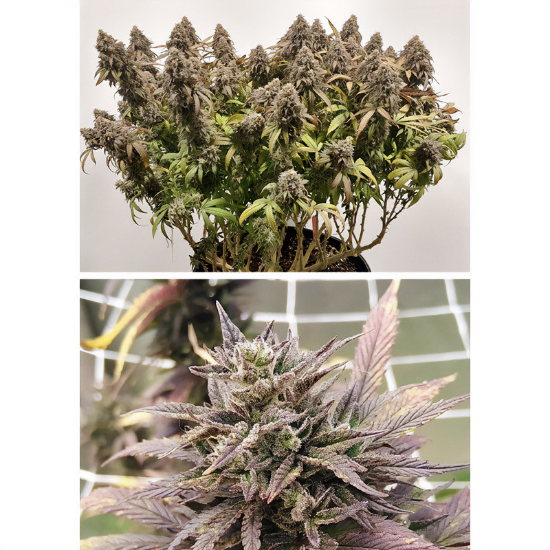 Charlotte's Angel - Dutch Passion - Semi CBD, vista 3