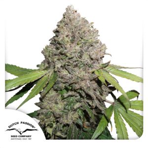 Charlotte's Angel Dutch Passion Semi CBD cime resinose ricche di CBD