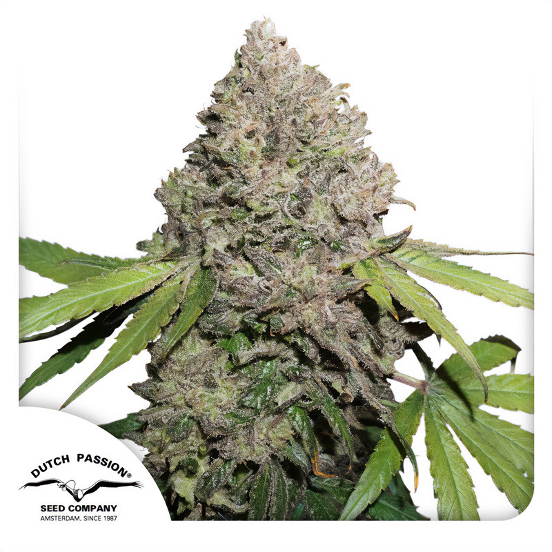 Charlotte's Angel Dutch Passion Semi CBD cime resinose ricche di CBD