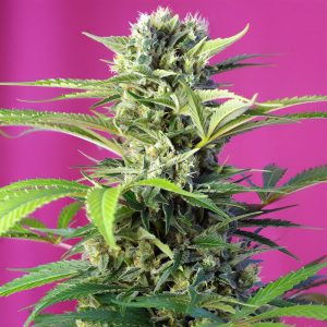 Chem Beyond Diesel Sweet Seeds Semi CBD cime resinose