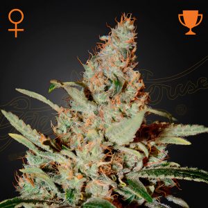 Chemdog Green House Seeds Semi Femminizzati cime resinose