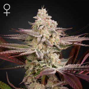 Chemical Bride Green House Seeds Semi Femminizzati cime resinose